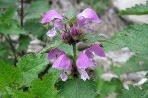 Lamium maculatum (1) (1200 x 799)